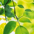 Фотография Татьяна Грин